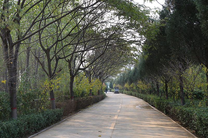 古中山陵园园区道路