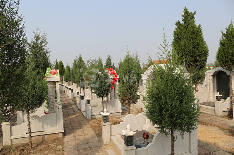 常山陵园墓区绿化