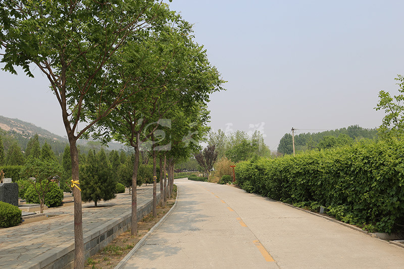 古中山陵园道路绿化