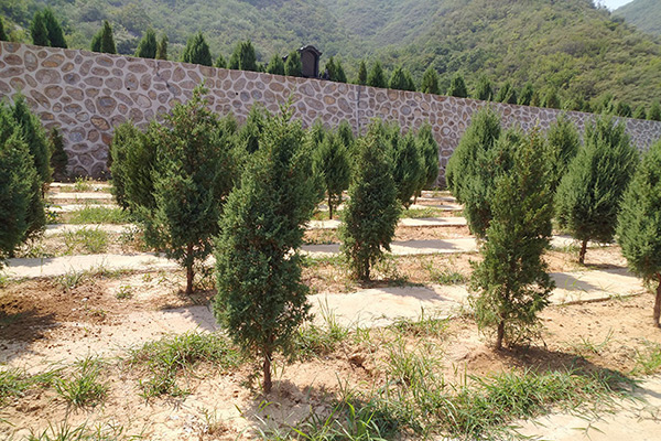 石家庄哪里有免费的树葬？石家庄树葬墓地价格多少钱？