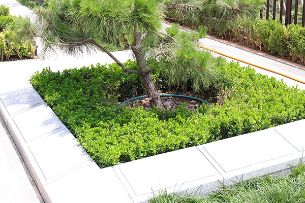 石家庄天安堂公墓现在有树葬吗？在石家庄买个树葬墓地要多少钱？