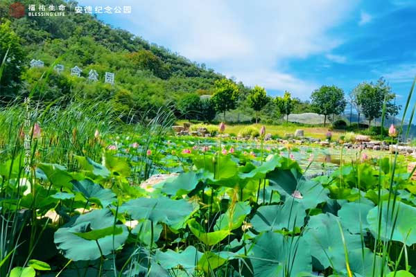 石家庄市5家经营性公墓墓穴2026年销售收费标准参考区间