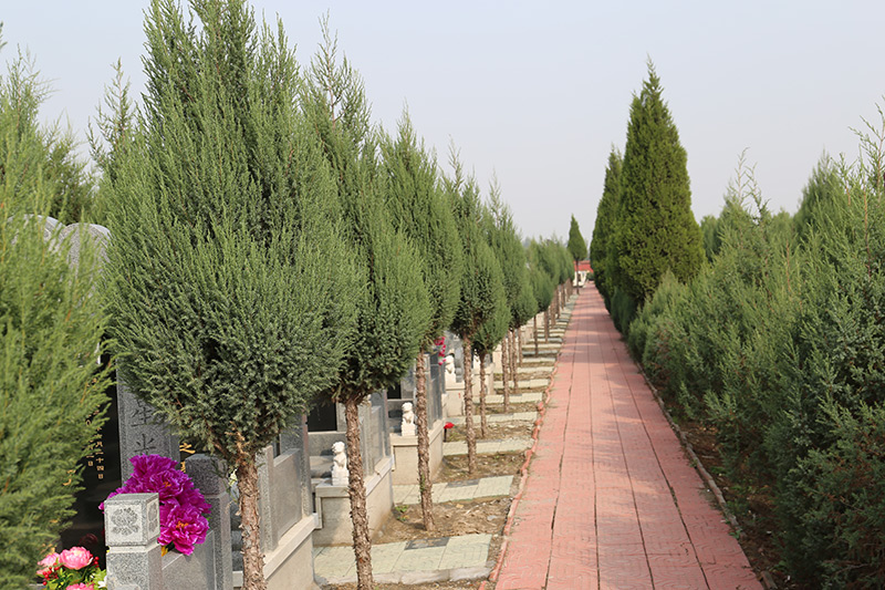 墓区环境绿化 墓区环境绿化