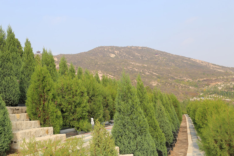 墓地环境 墓地环境