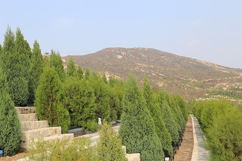 墓区实拍 墓区实拍