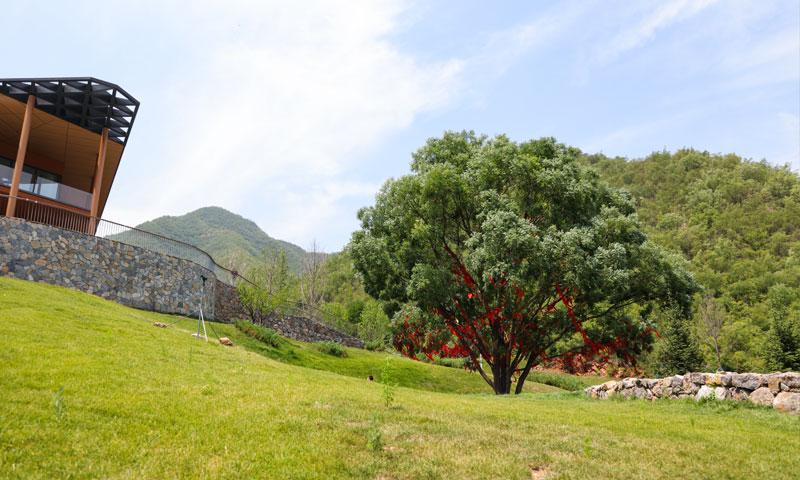 安德生命纪念公园生命树景观