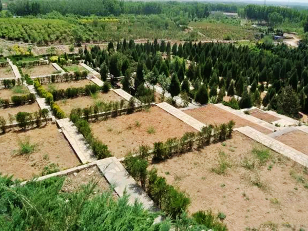 古中山陵园树葬